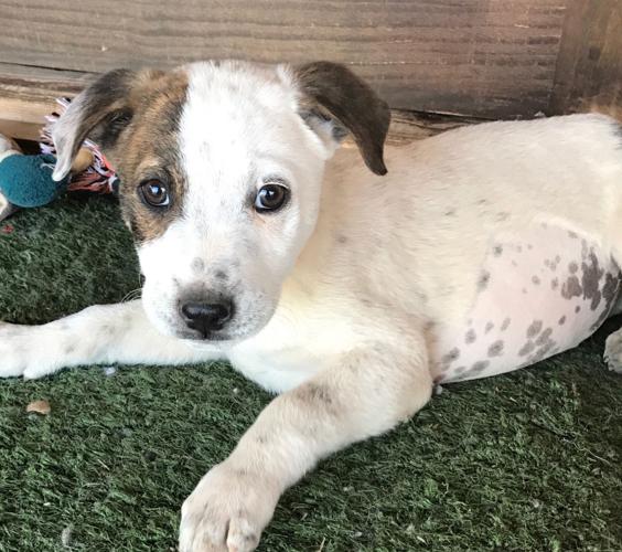 Bianca — Dalmatian mix