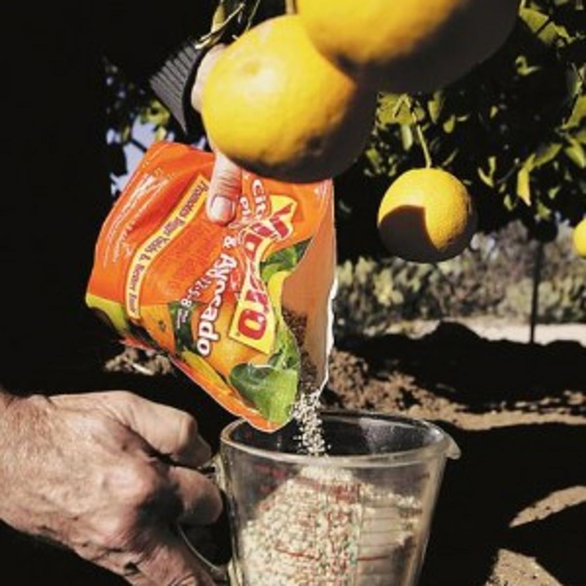 Fertilize your citrus trees | Tucson Gardens | tucson.com