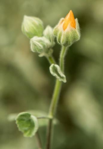 Carol Roberge's eco-therapy garden