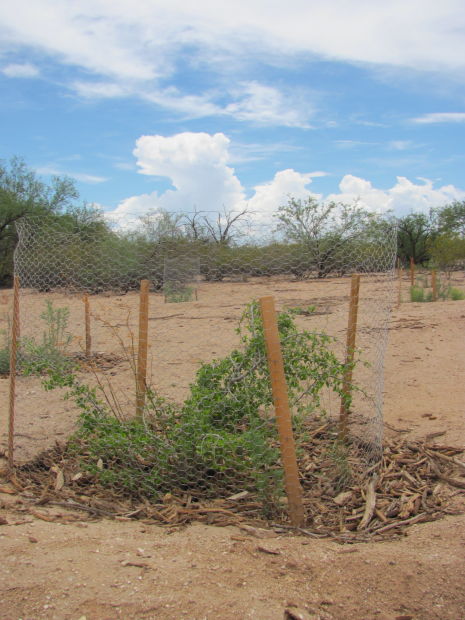 Desert Hackberry Tucson Com