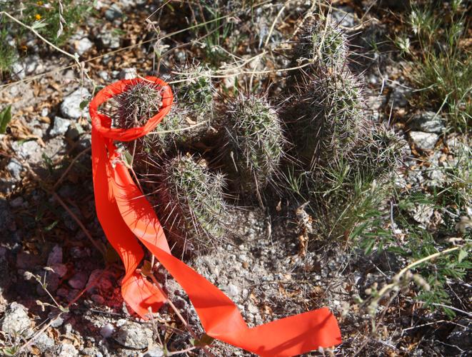 McKenzie Ranch Trails Park