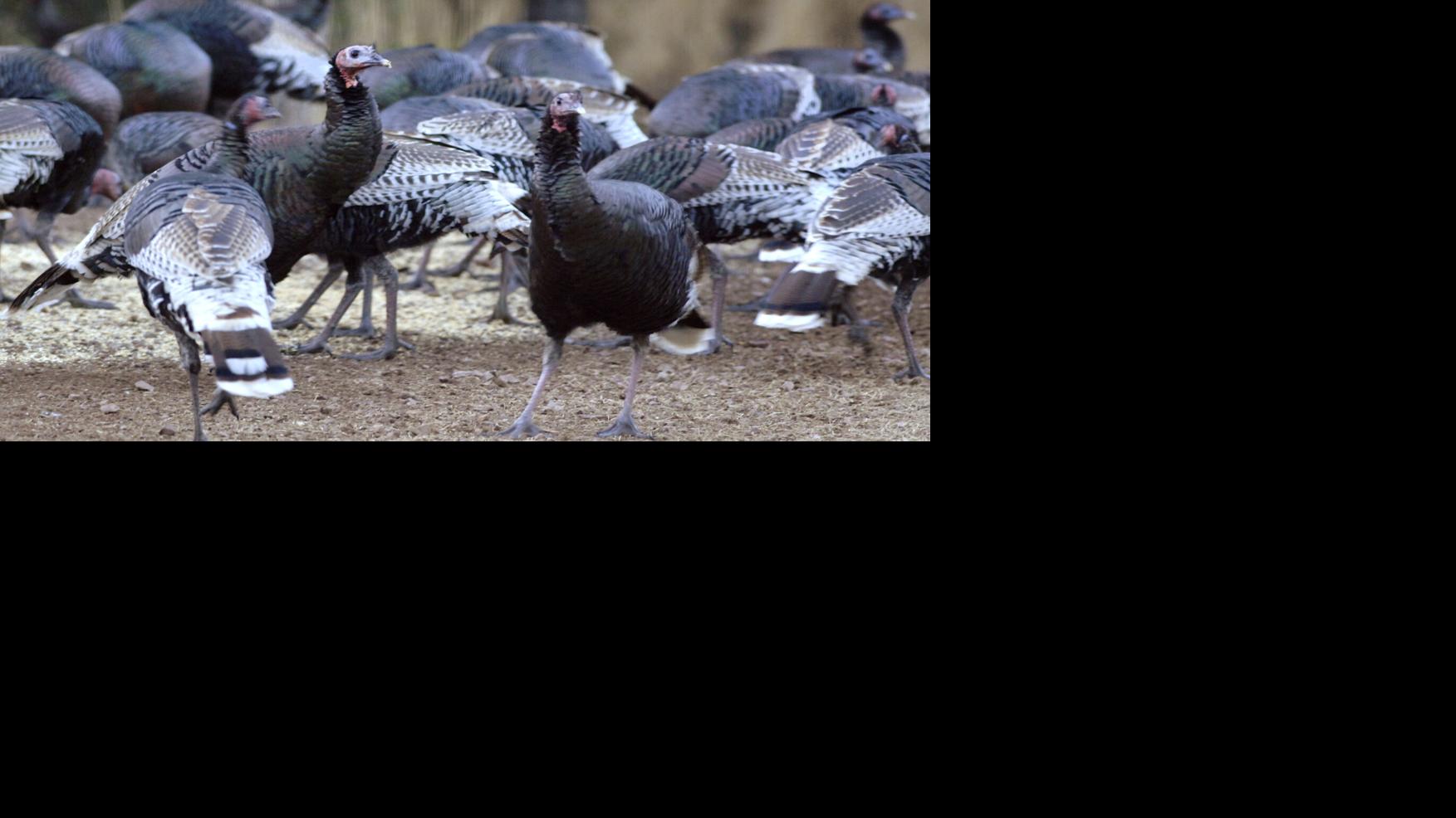 Restoration project brings back Southern Arizona turkeys