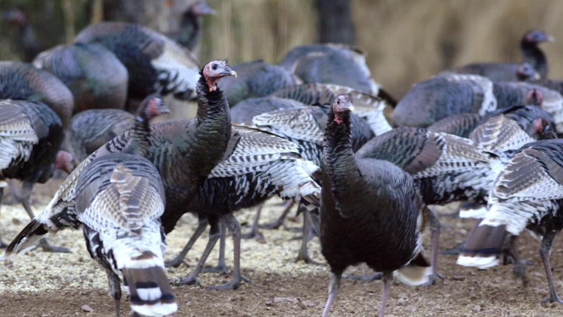 Restoration project brings back Southern Arizona turkeys
