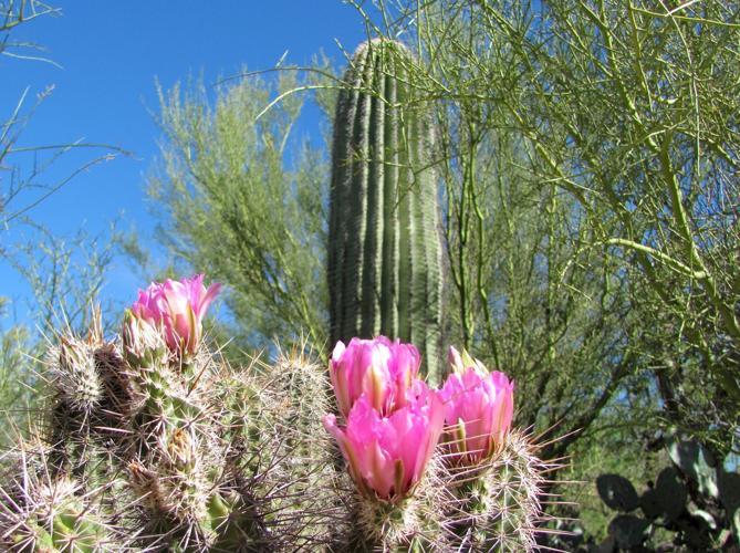 Hedgehog and saguaro