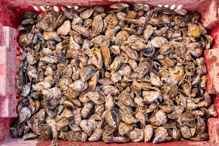 Cherrystone Aqua-Farms