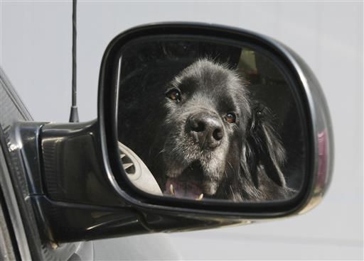 EXCHANGE: Dog named Butkus takes frequent rides with master