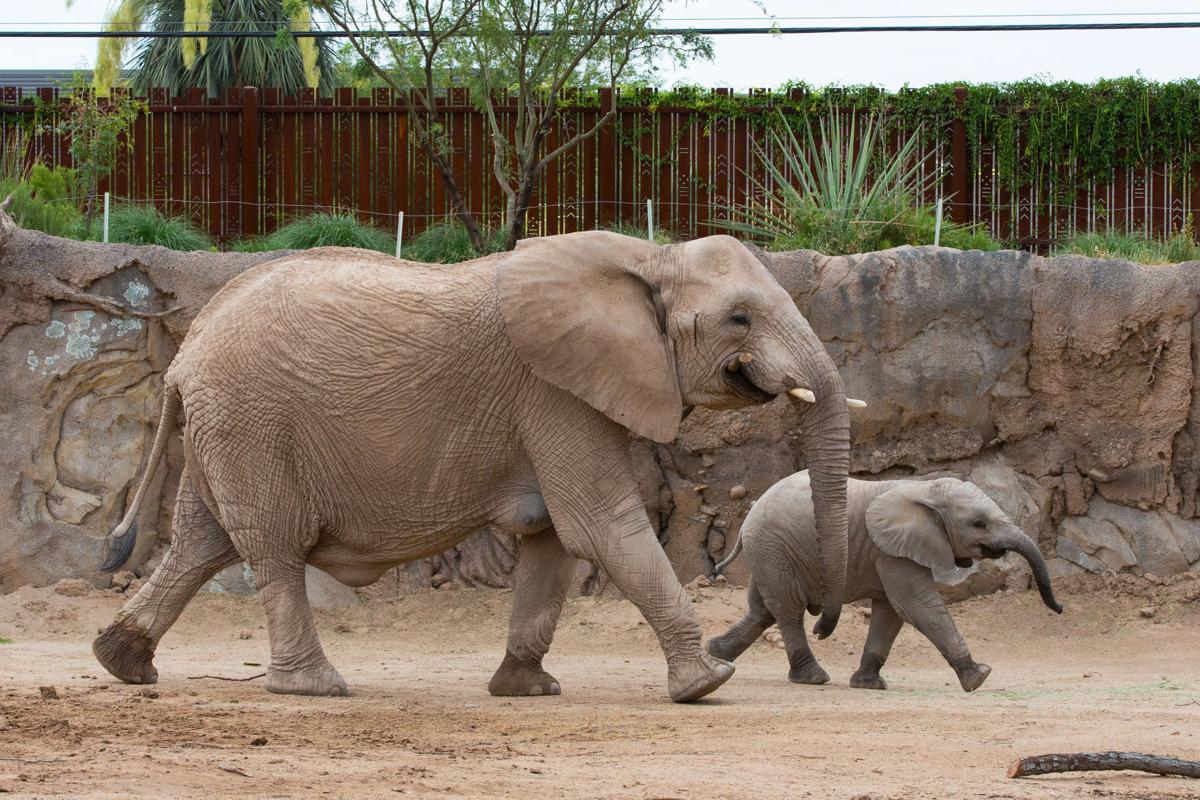 Nandi and Semba