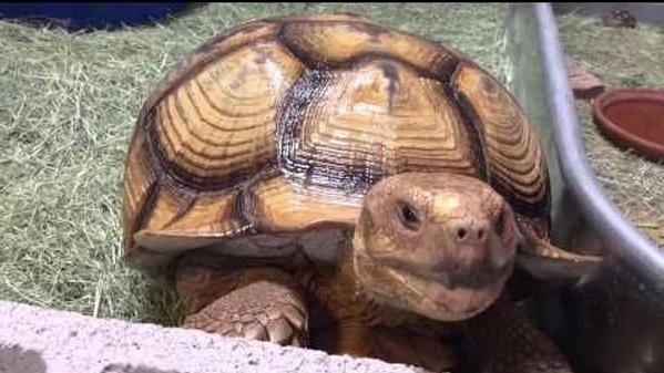 Tucson tortoise crossing