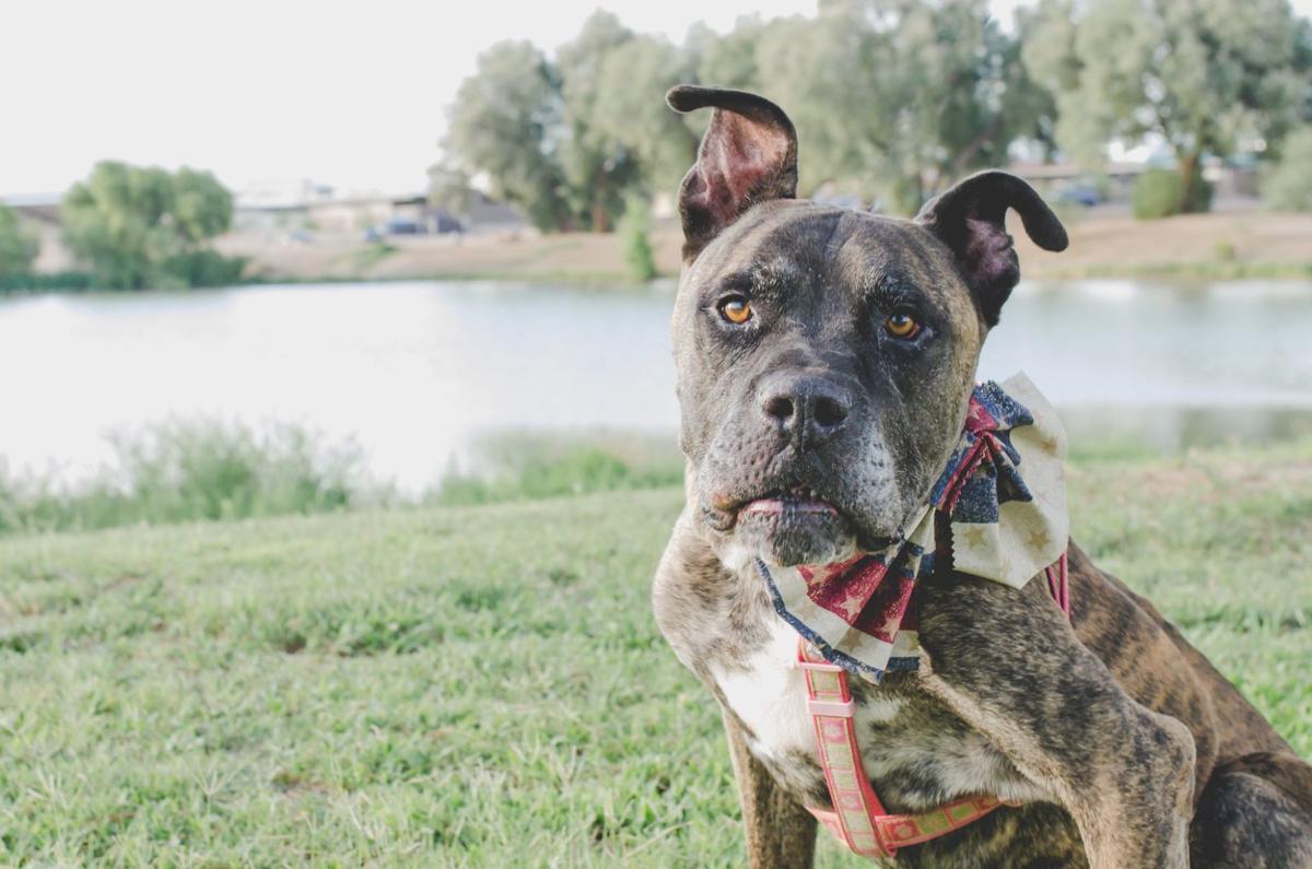 Check out these pets up for adoption in Tucson | Pets ...