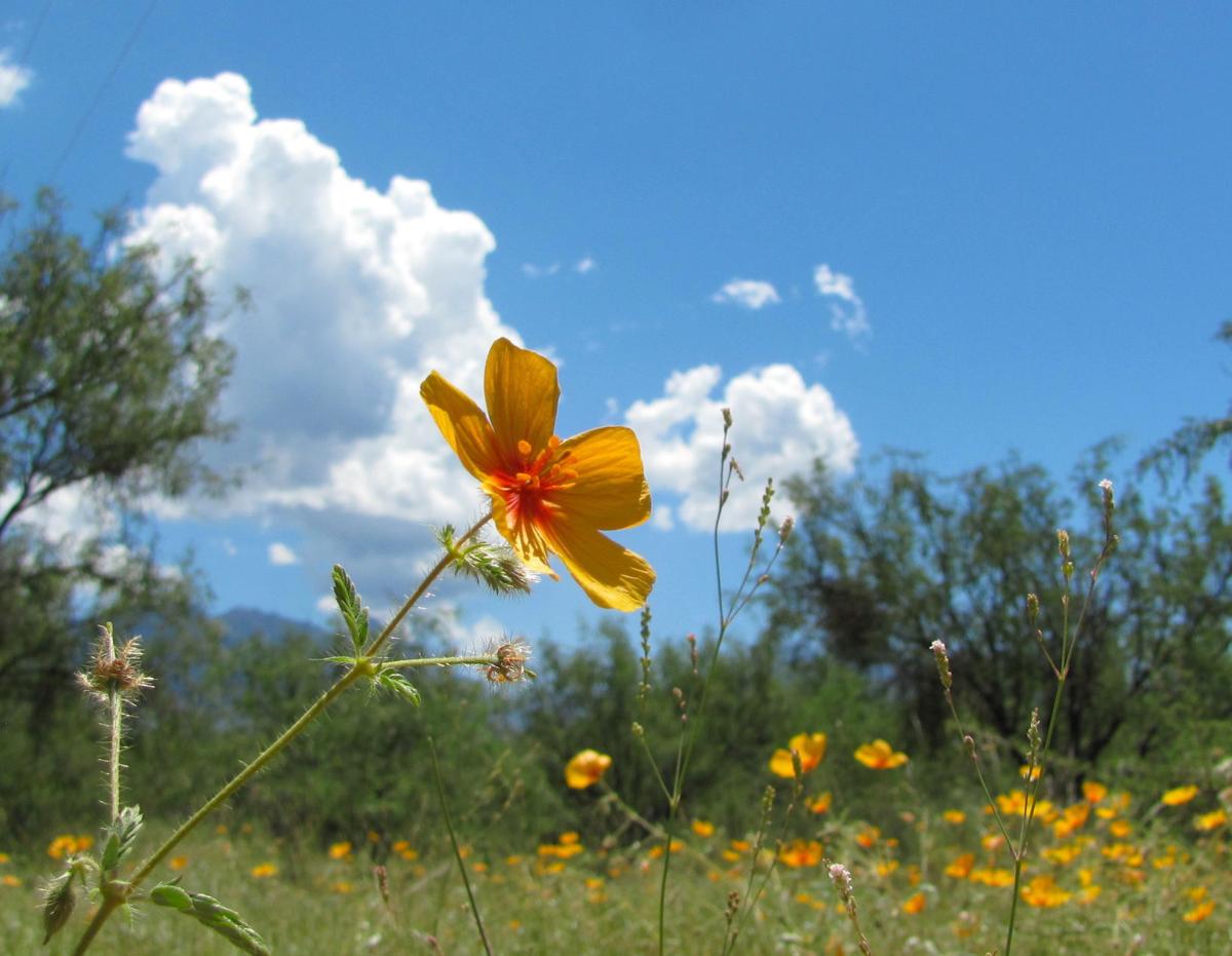 Summer poppies