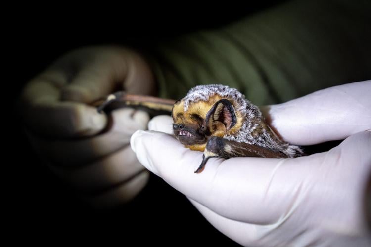 Why bats are good for Arizona