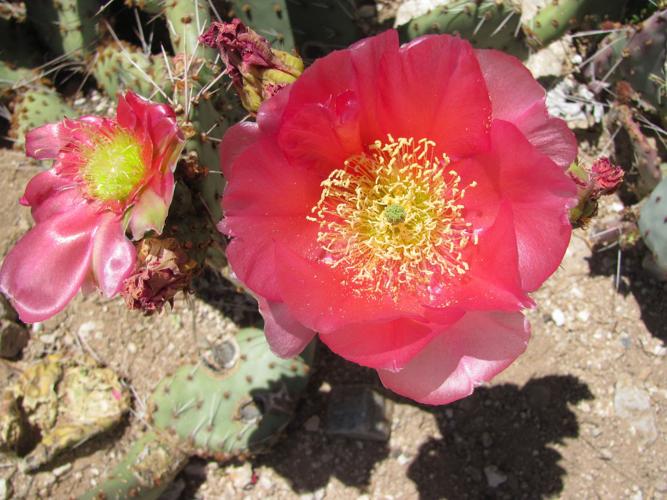 Red cactus blooms