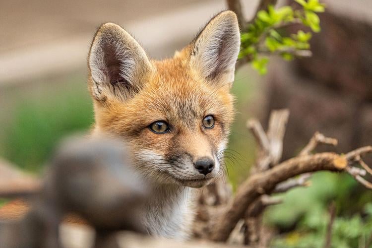 Foxes