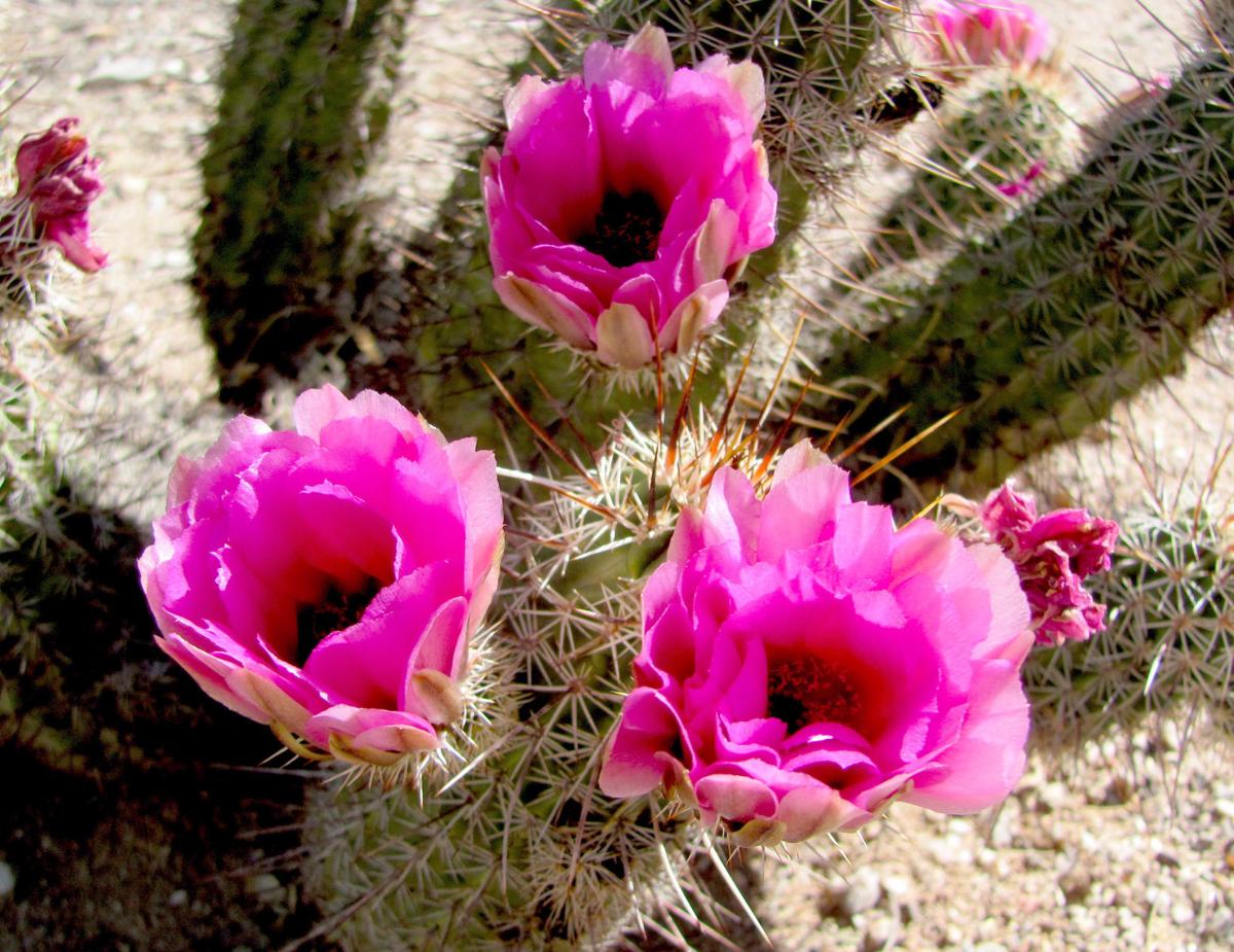 It's time for spring bloom chapter 2 across Tucson Recreation