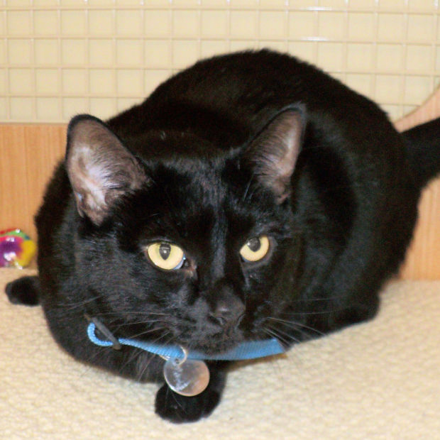 030614-cal-pets-p12