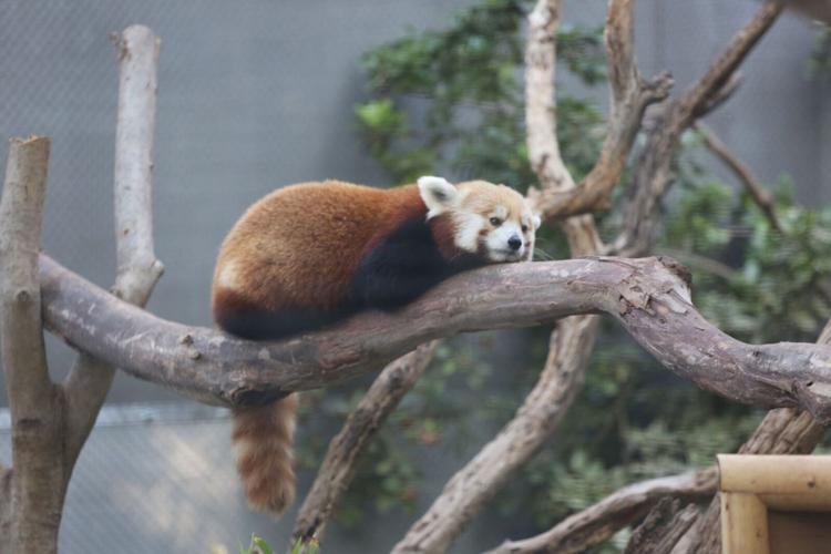 Red Panda Reid Park Zoo
