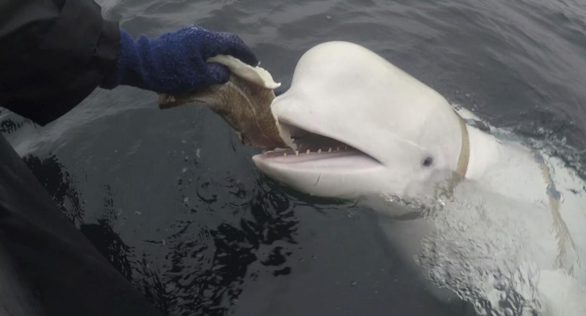 Toxins in vegetation may have caused death of beluga whales at