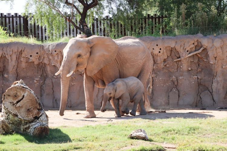Elephant calf Meru