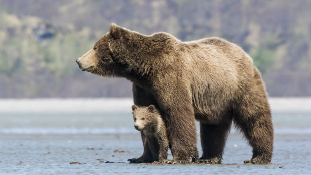 'Bears'