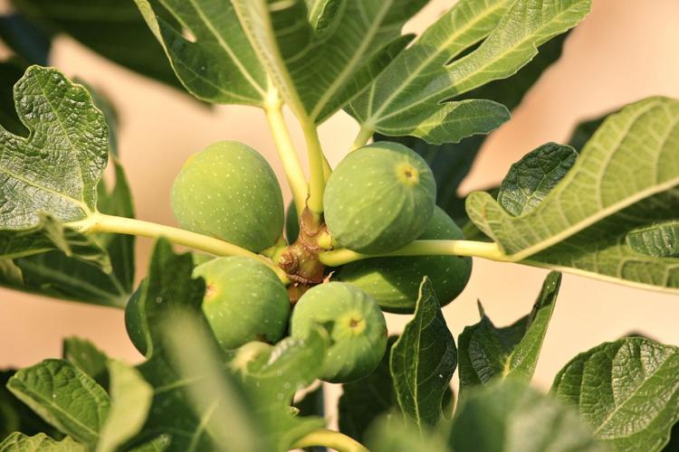 Garden Sage: Fig Tree