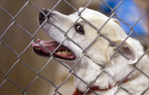 Encounter with javelina puts Patch in the slammer   