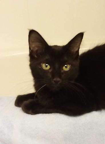 Adopt a friend: Enzo