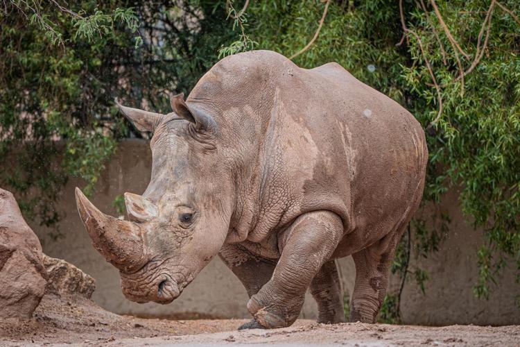 Phoenix Zoo plans endangered-animal conservation park that could bring safaris to Sahuarita