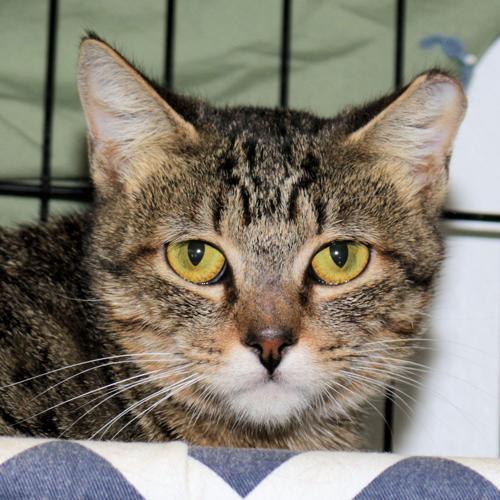 Adopt A Friend: Mitsy