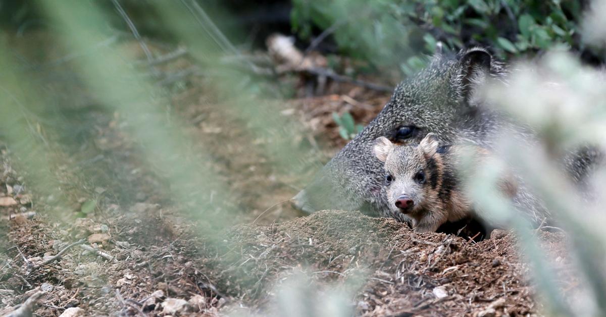 53 photos that prove javelinas are the cuties of the desert