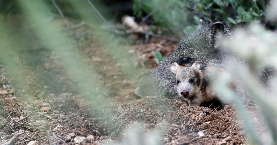 Javelina