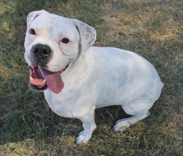Dee Dee — Boxer