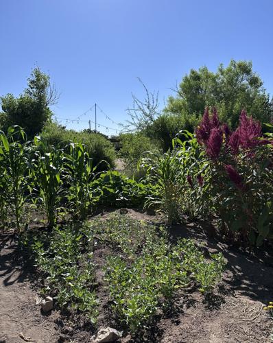 A Tucson garden gets historic designation