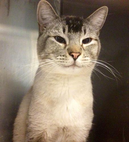 Pima Animal Care Center