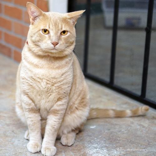 Adopt a friend: Brisket