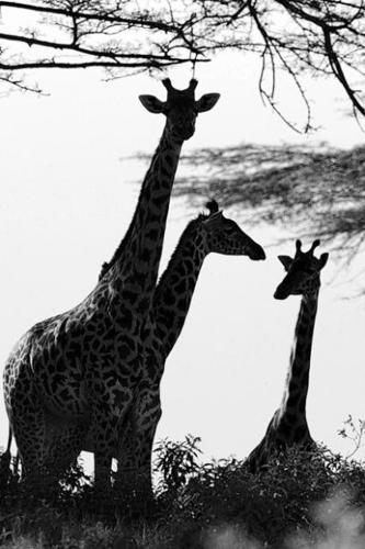 Hunting dispute plays out in wilds of Kenya  