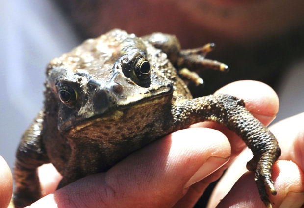 One toad's odyssey