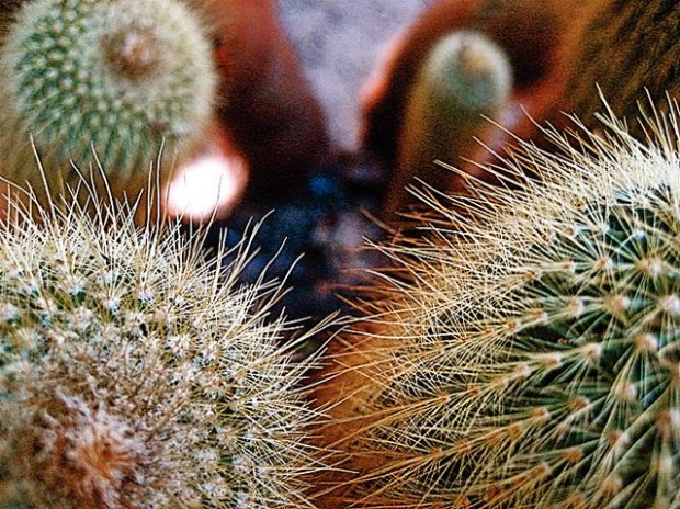 Cat photography: The eyes have it  