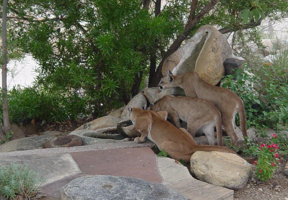 how to get mountain lion tag in az