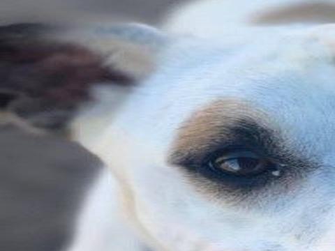 Pets For Adoption Entertainment Tucson Com