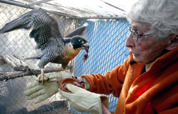 Wildlife rehabbers saving tiny lives