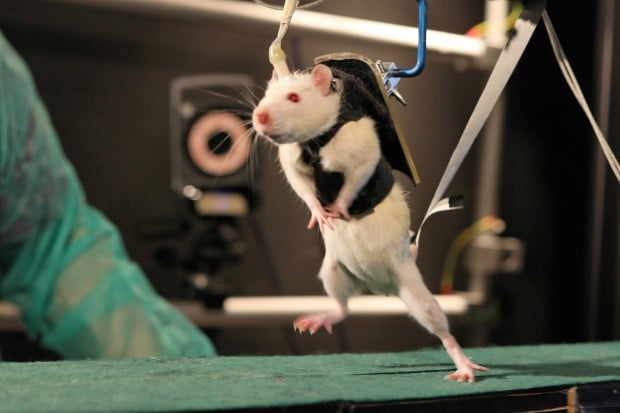 Spine-injured rats walk, climb with new stimulation technique    