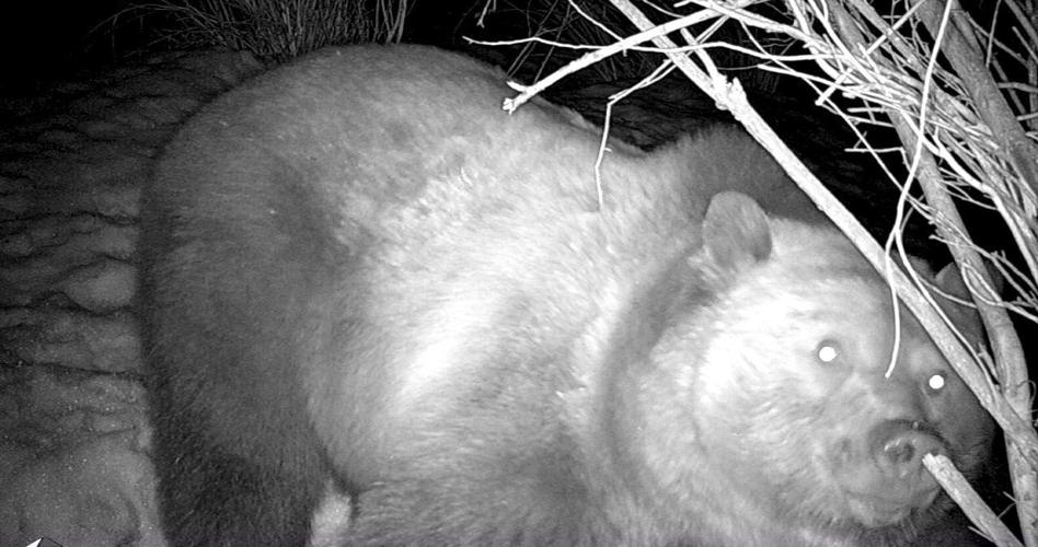 Grizzly that left the hairball