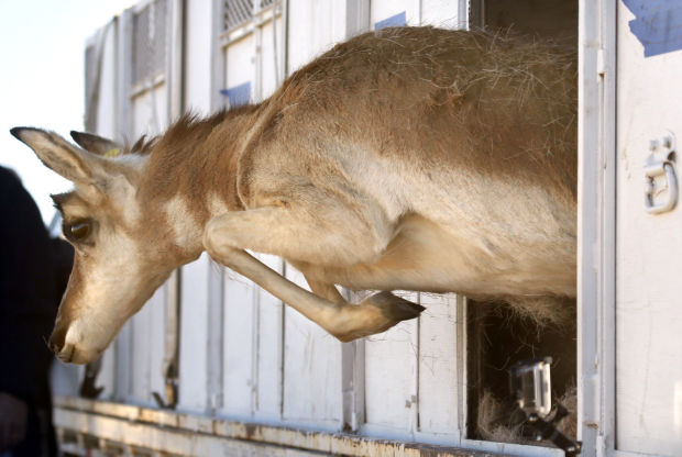 Pronghorn release