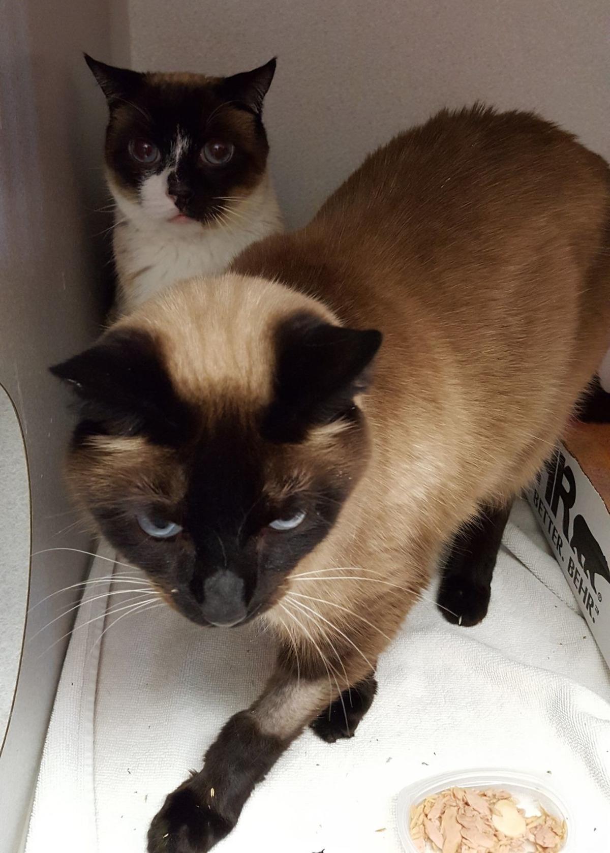 Adoptable Pets In Tucson Entertainment Tucson Com