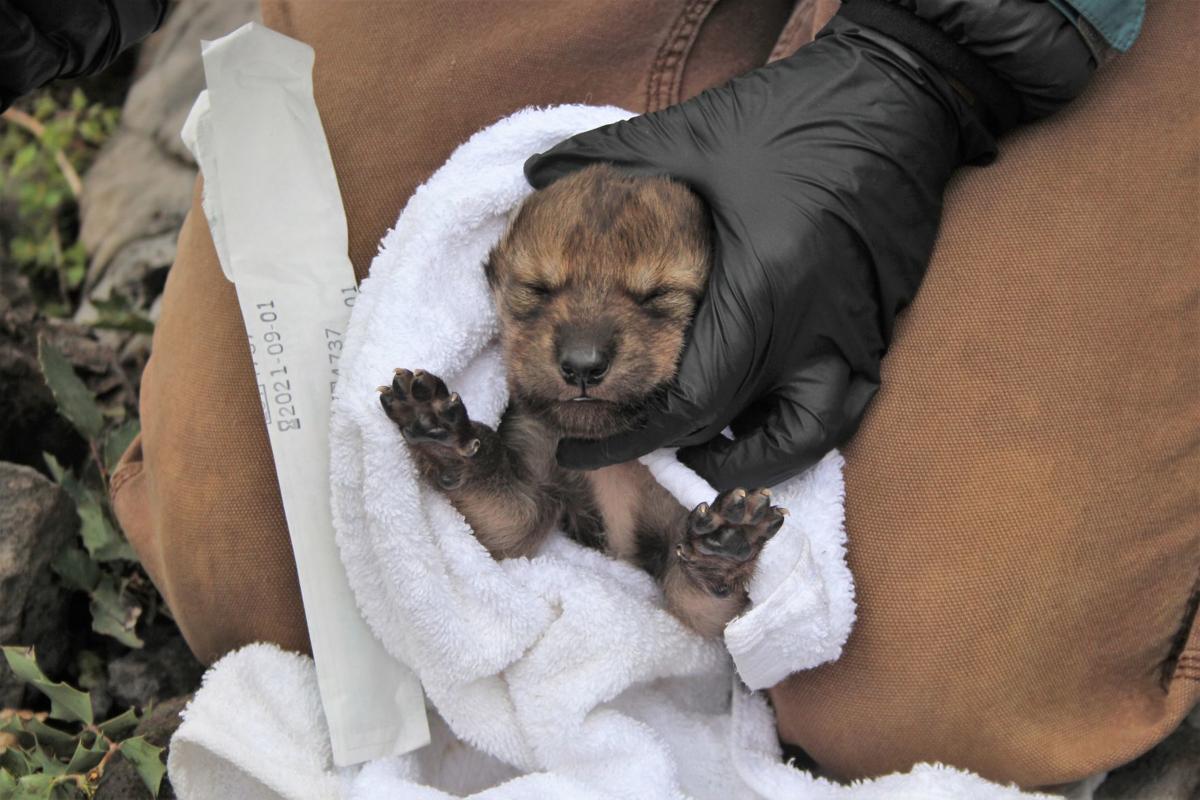 newborn gray wolf pups