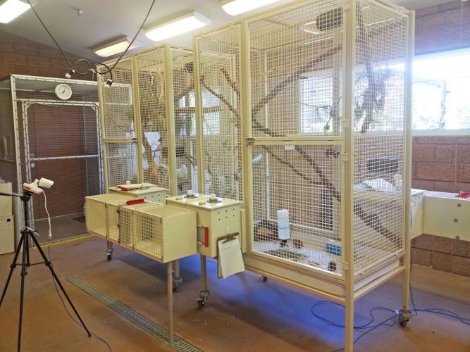 Red squirrel breeding program