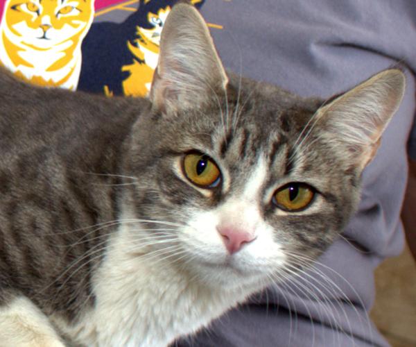 Florence — gray/white tabby