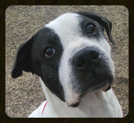 Pima Animal Care Center