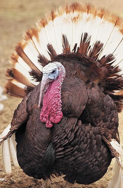 Turkey trivia dispels old myths  