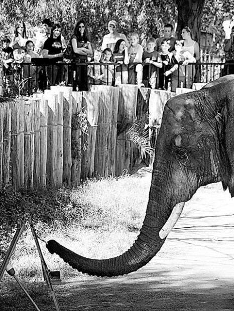 Reid Park Zoo no longer trying to breed African elephant Shaba  